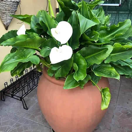 La Terrazza Turisctico Agata