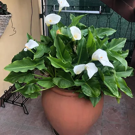 La Terrazza Turisctico Agata Panzió 3*